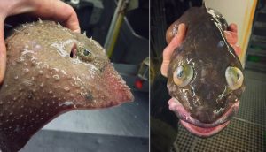 blog_fish_02